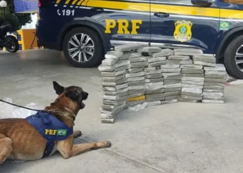 Homem é preso na BR 116 após cão farejar quase 90 kg de maconha