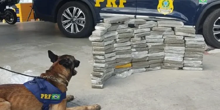 Homem é preso na BR 116 após cão farejar quase 90 kg de maconha