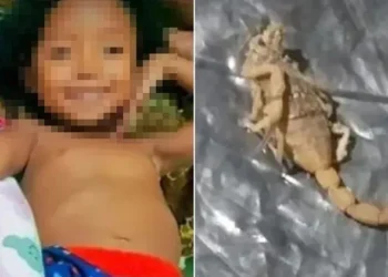 Menina de 5 anos morre após ser picada por escorpião
