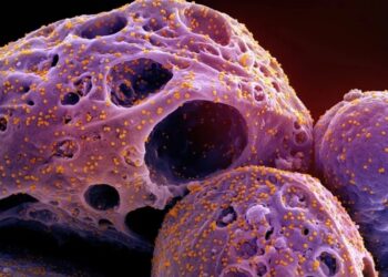 Covid-19: cientistas orientam volta do uso de máscaras devido a nova variante altamente mutante do coronavírus