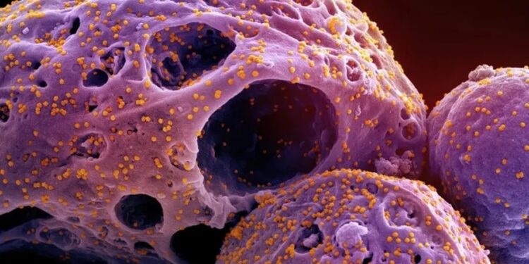 Covid-19: cientistas orientam volta do uso de máscaras devido a nova variante altamente mutante do coronavírus