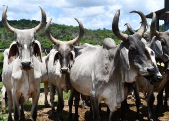 Rebanho bovino e produção de leite e ovos bateram recordes em 2022 na Bahia