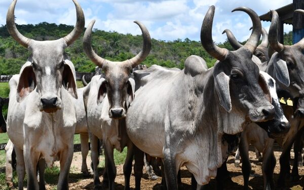 Rebanho bovino e produção de leite e ovos bateram recordes em 2022 na Bahia