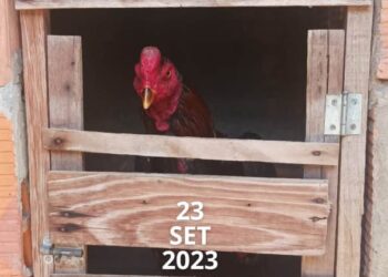 PM prende suspeito e resgata cerca de 100 galos em rinha no interior da Bahia