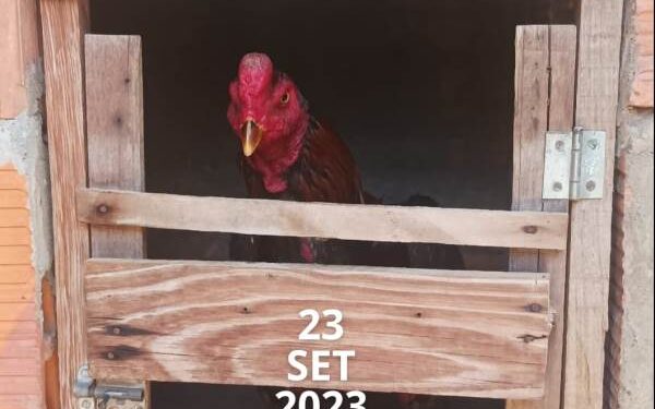 PM prende suspeito e resgata cerca de 100 galos em rinha no interior da Bahia