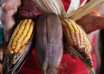 Duas toneladas de alimentos do MST são enviadas à Faixa de Gaza em avião da FAB