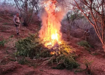 Plantação com 4 mil pés de maconha é destruída pela PM