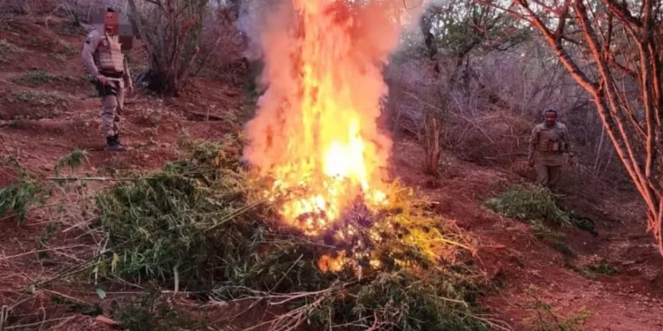 Plantação com 4 mil pés de maconha é destruída pela PM