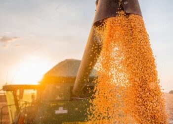 Safra baiana 2023 é estimada em 12,1 milhões de toneladas de grãos