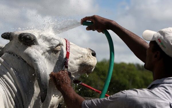 Governo anuncia cancelamento da Fenagro Salvador em 2023