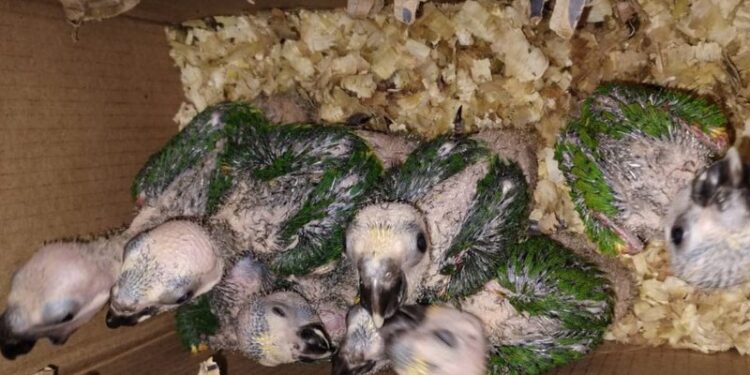 Dupla é flagrada transportando 46 animais silvestres e acaba presa