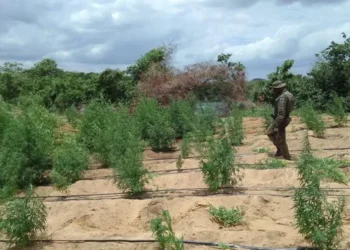 PF localiza cerca de 35 mil pés de maconha no norte da Bahia