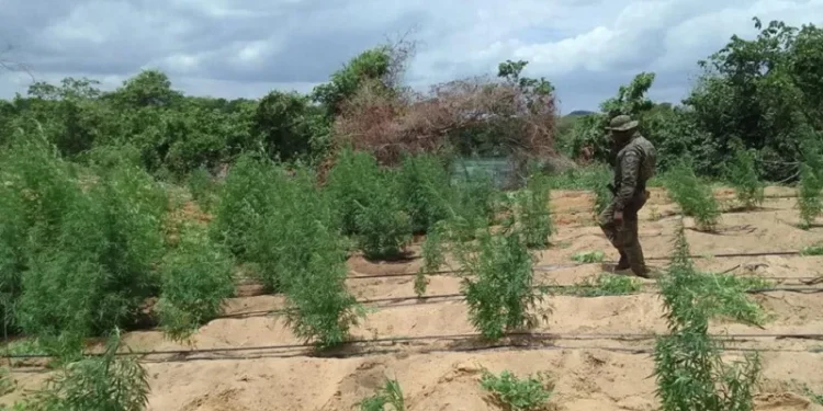 PF localiza cerca de 35 mil pés de maconha no norte da Bahia