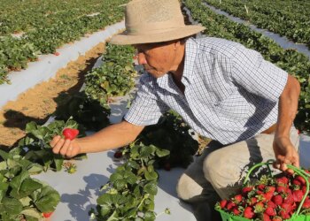 Agricultores com perda de produção começam a receber o Garantia-Safra