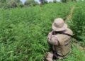 Vídeo mostra PM encontrando plantação com 45 mil pés de maconha na Bahia