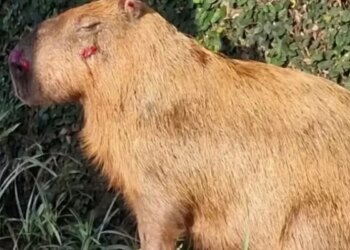 MPRJ denuncia agressores de capivara na Ilha do Governador no Rio