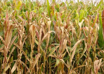 Praga do milho provoca prejuízo de R$ 33,6 bilhões por ano