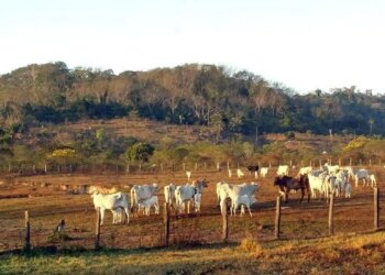STF mantém lei que limita compra de terras por empresas estrangeiras