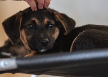 Lei define guarda compartilhada de pets; veja detalhes