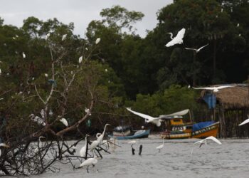 Amazônia Soberana: programa vai combater crimes em áreas de fronteira