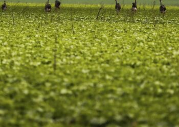 CMN passa a exigir fotos com localização comprovada em seguro rural