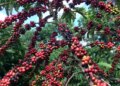 Exigências regulatórias da UE podem embarreirar pequenos cafeicultores