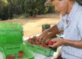 Finep vai pagar R$ 220 milhões para inovações em agricultura familiar 