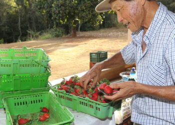 Finep vai pagar R$ 220 milhões para inovações em agricultura familiar 