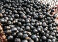 China facilita exportação de polpas e frutas congeladas brasileiras
