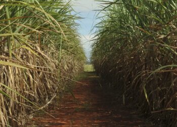 Conselho eleva limite de remuneração do Eco Invest Brasil