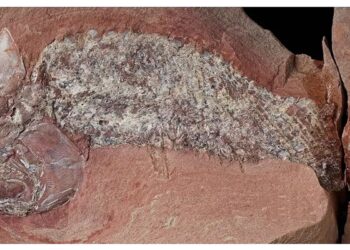 Estudo mostra fóssil de peixe pré-histórico encontrado em Mato Grosso