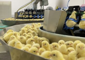 Investigação expõe trituração de pintinhos na indústria de ovos
