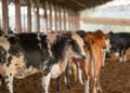 UE suspende carnes do Brasil; entenda impacto e próximos passos