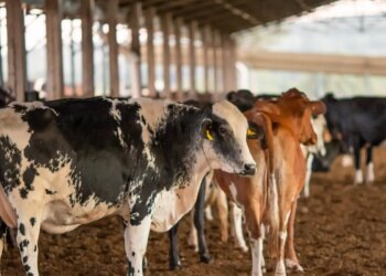 UE suspende carnes do Brasil; entenda impacto e próximos passos