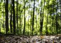 Produção florestal no país alcança recorde de R$ 47,9 bilhões em 2025
