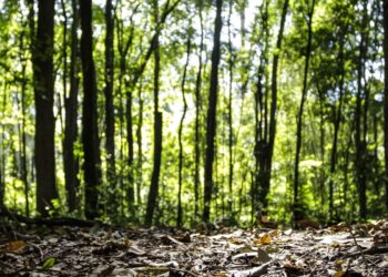 Produção florestal no país alcança recorde de R$ 47,9 bilhões em 2025