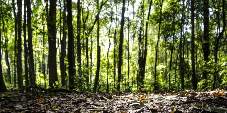 Produção florestal no país alcança recorde de R$ 47,9 bilhões em 2025