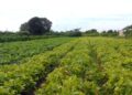 Segurança alimentar e povos indígenas têm R$ 64,3 milhões em crédito
