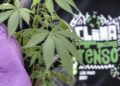 Flagrante por drogas gera mais prisão preventiva do que outros crimes