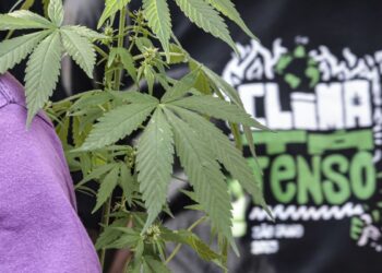 Flagrante por drogas gera mais prisão preventiva do que outros crimes