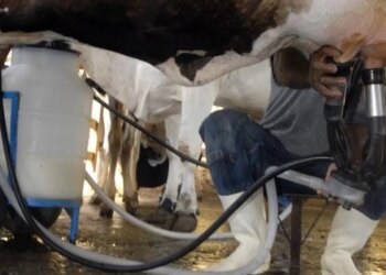 Produção de leite bate recorde mesmo com redução de vacas ordenhadas