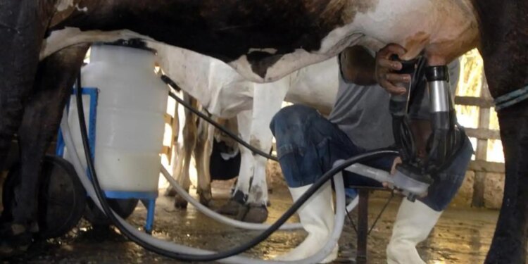 Produção de leite bate recorde mesmo com redução de vacas ordenhadas