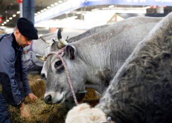 França registra 1º caso humano do vírus Shamonda que afeta animais