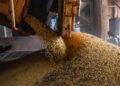 Produção brasileira de grãos deve aumentar apesar do El Niño