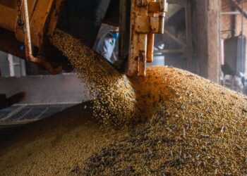 Produção brasileira de grãos deve aumentar apesar do El Niño