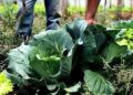 Segurança alimentar exige esforço coletivo e articulação