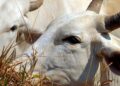 Carne brasileira passa a pagar tarifa de 67% para entrar na China