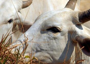 Carne brasileira passa a pagar tarifa de 67% para entrar na China