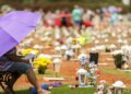 Zumbi, Finados e Proclamação: confira feriados nacionais de novembro